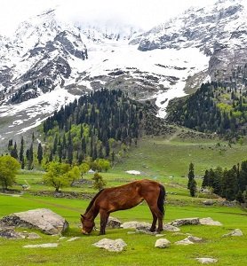 Kashmir